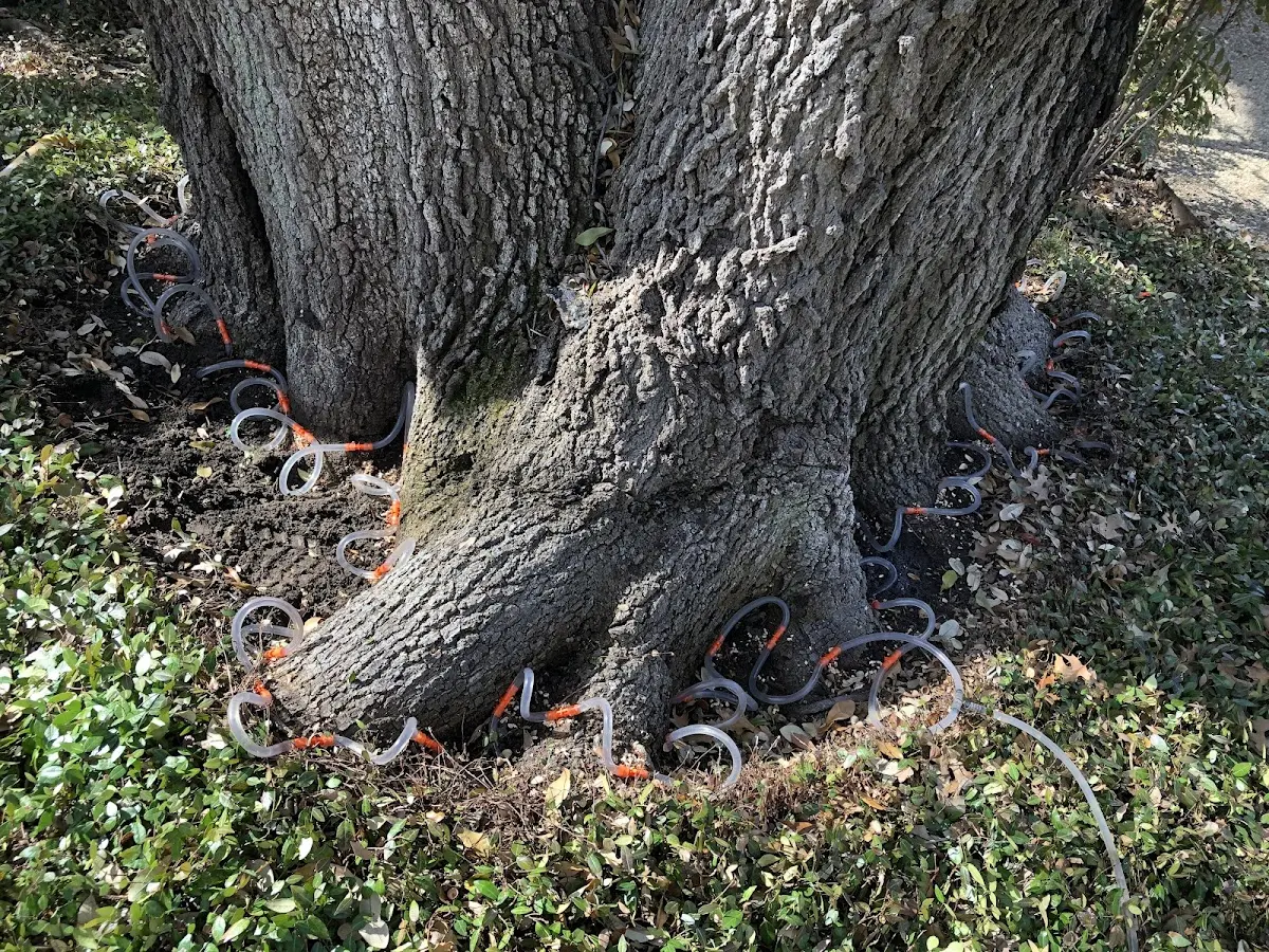 Detailed Tree Cabling and Bracing job site in Loudonville
